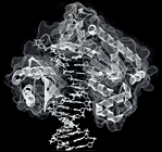 DNA Polymerase